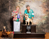 French Bulldog #11 Sun New Ch  Lawson Dick Judge Judith A Brown