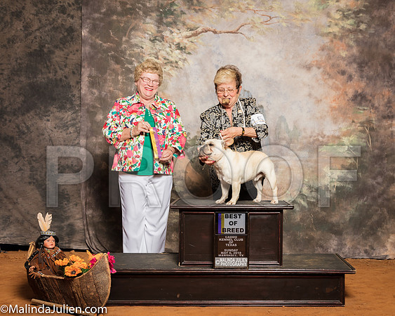 French Bulldog #15 Sun BOB Klein Mary Rick Ly Judge Judith BrownSSR_1448-Mj-HR3