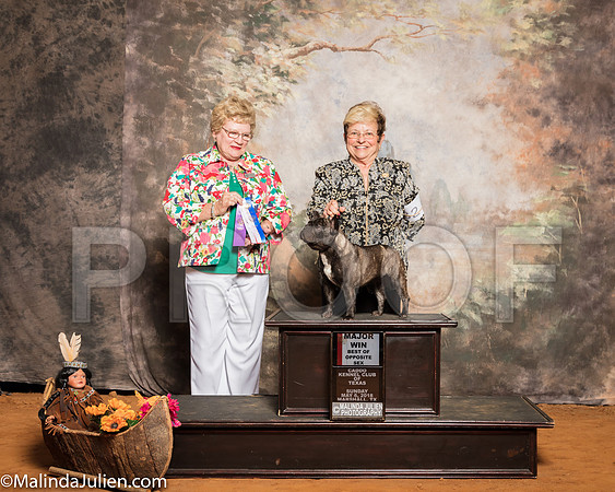 French Bulldog #32 Sun BOS Maj Kelle Robert E Pamela Judge Judith BrownSSR_1452-Mj-HR3