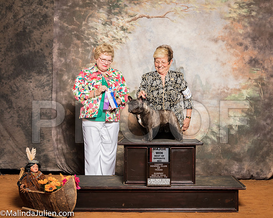 French Bulldog #32 Sun BOS Maj Kelle Robert E Pamela Judge Judith BrownSSR_1454-Mj-HR3