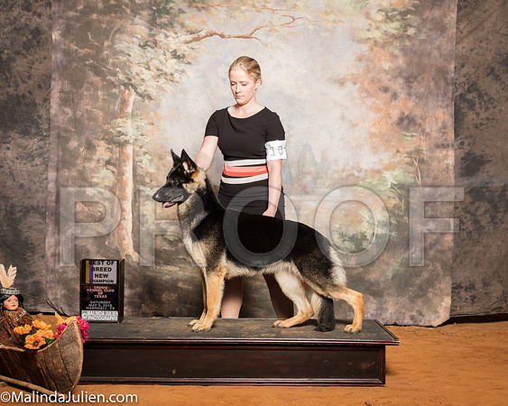 German Shepherd #10 SAT BOB NCh Schumacher Jon Anita Judge Linda ClarkSSR_1380-Mj-HR3