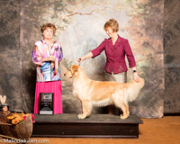 Golden Retriever #6 Sun BOB Curran Shari Kevin Judge Carol Jean Nelson