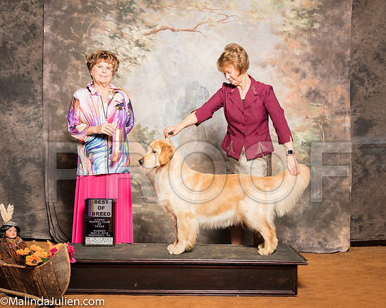 Golden Retriever #6 Sun BOB Curran Shari Kevin Judge Carol Jean NelsonSSR_1485-Mj-HR3