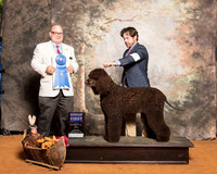Irish Water Spaniel #5 Sun Barker Mark DVM Sondra Judge Bradley Jenkins
