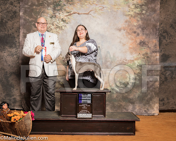 Italian Greyhound #11 Sun NCh BOS WD Maj Vaught Laura Yoland Cunningham Judge Bradley JenkinsSSR_1501-Mj-HR3