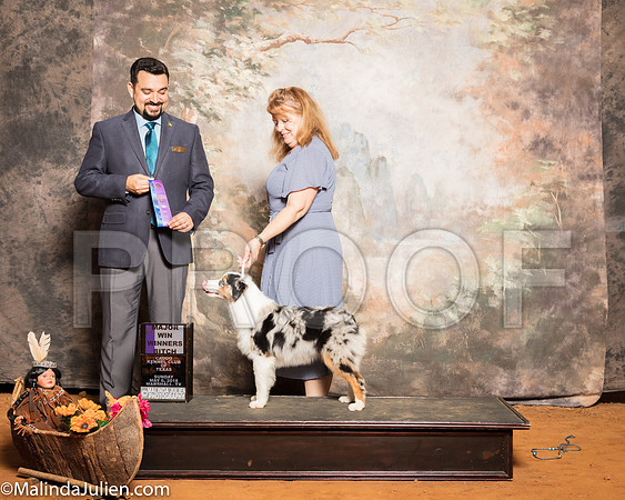 Miniature American Shepherd #12 Sun WB Maj Raduziner Karen Judge Joao MachadoSSR_1469-Mj-HR3