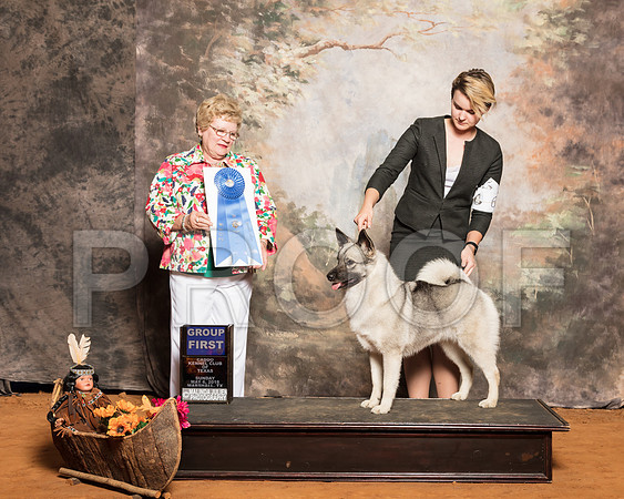 Norwegian Elkhound #6 Sun G1 Jennifer Mosing Ali Cowan Renea Martin Judge Judith BrownSSR_1523-Mj-HR3