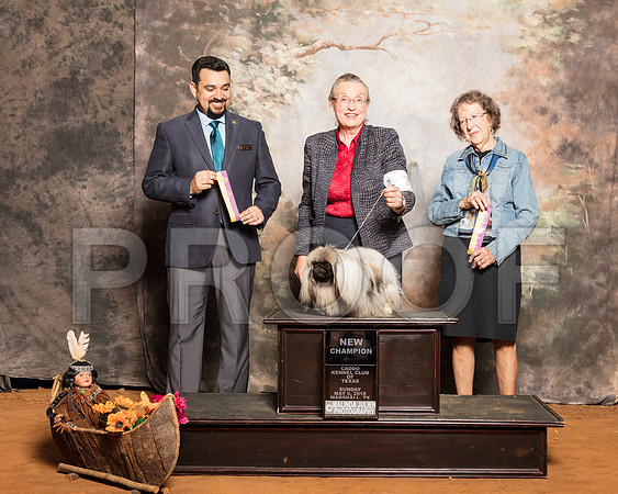 Pekingese #7 Sun NC BOB Skinner Colleen Roma Skinner Judge Joao MachadoSSR_1552-Mj-HR3