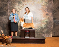 Pembroke Welsh Corgi #10 Sun BOS Schneider Tamera Judge Patricia Taylor