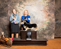 Pembroke Welsh Corgi #19 Sun BOW Cama Janice Carol Gentry Judge Patricia Taylor