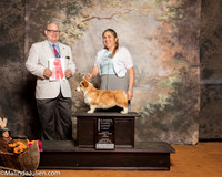 Pembroke Welsh Corgi #9 Sun 4-6G1 Schneider Tamera K Judge Bradley Jenkins