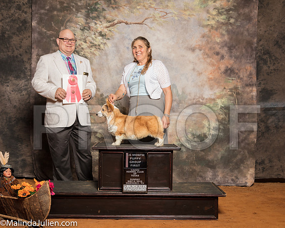 Pembroke Welsh Corgi #9 Sun 4-6G1 Schneider Tamera K Judge Bradley JenkinsSSR_1441-Mj-HR3
