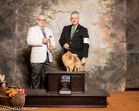 Pomerian #23 Sun BOB Maj Armstrong Michael Christina Darlene Licastro