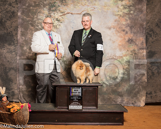 Pomerian #23 Sun BOB Maj Armstrong Michael Christina Darlene LicastroSSR_1434-Mj-HR3