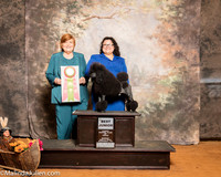 Poodle #J750 Sun Lopez Melony Dr Elizabeth Judge Claudia Fowler