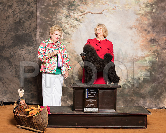 Poodle Miniature #9 Sun BOW NCh Talkington Sue Judge Judith BrownSSR_1530-Mj-HR3