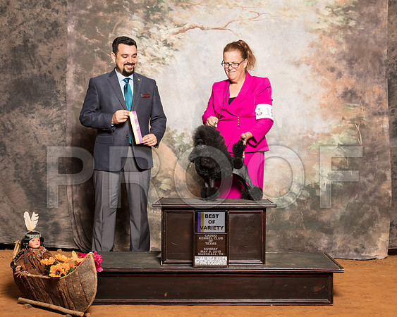 Poodle Toy #15 Sun BOB Lupardis Keith Barbara Judge Joao MachadoSSR_1508-Mj-HR3