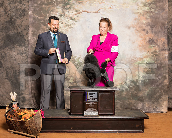 Poodle Toy #15 Sun BOB Lupardis Keith Barbara Judge Joao MachadoSSR_1509-Mj-HR3