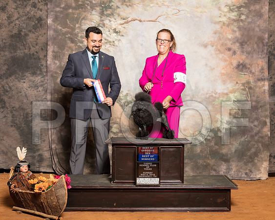 Poodle Toy #18 Sun BOS BOW Lupardis Keith Barbara P Redding J Wasilak Judge Joao MachadoSSR_1504-Mj-HR3