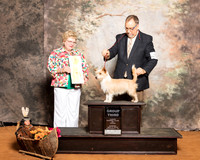 Portuguese Podengo Pequenos #5 Sun G3 Williams David Katherin Sullivan Judge Judith Brown