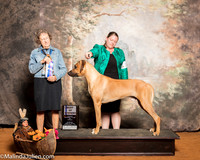 Rhodesian Ridgeback #19 Sun BOW Mack Amy Amanda Foster Judge Patricia Taylor
