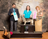 Swedish Vallhund #5 Sun OHBIS James Rebekah Robert Cheryl Rolfe Judge Joao Machado