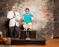 Tibetan Spaniel #8 Sun NCh BOW Fleming Balter Sheila Judge Bradley Jenkins