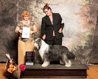 Tibetan Terrier #6 Sun OHG4 Carroll Shirley Judge Beatty Nelson Pollock