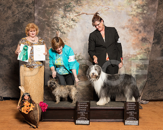 Tibetan Terrier #6 Sun OHG4 Carroll Shirley Judge Beatty Nelson PollockSSR_1639-Mj-HR3