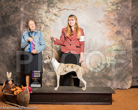 Whippet #20 Sun WB Granville Rachael Nickie Judge Patricia TaylorSSR_1389-Mj-HR3