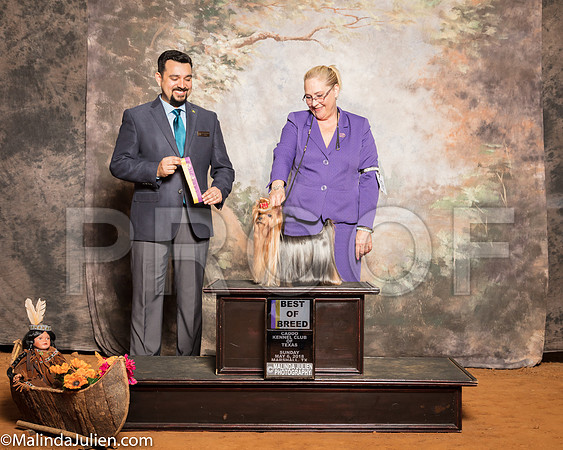 Yorkshire Terrier #19 Sun BOB Amies Natalie Judge Joao MachadoSSR_1474-Mj-HR3