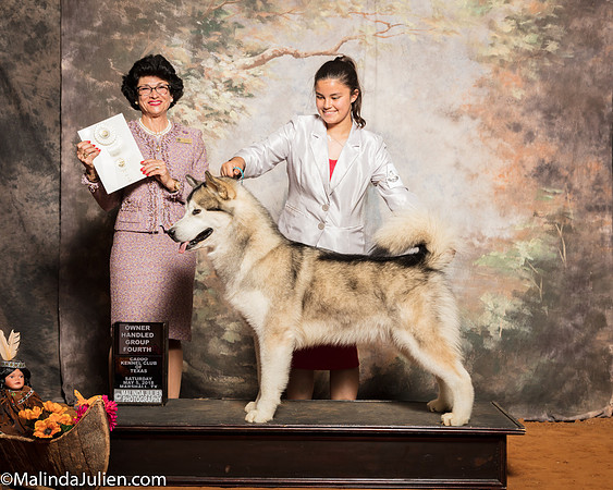Alaskan Malamute #11 Sat OHG4 Schireman A K A M Reeves E Flores A Ross Judge Linda ClarkSSR_1275-Mj-HR3