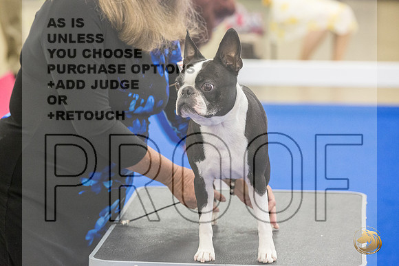 Boston Terrier #707 #974 Ring Fri_JJL_2091_Premier_2024_HR3