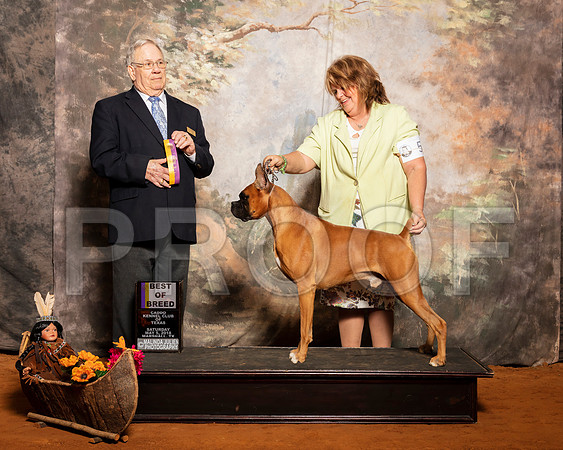 Boxer #5 Sat BOB Richardson Connie McGill Julie Higgins Judge Dr Donald Gill-SSR_1141e2-HR3