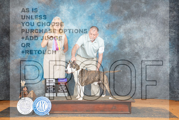 American Staffordshire Terrier #7 Sun WDBOBOHBO Judge Pamela Wilson__JP_8876_MARSHALL_2024_HR3