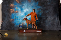 Vizsla #29 Wed SD NGC Judge David Haddock R