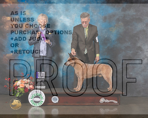 Australian Cattle Dog #23 Thurs WD NC Judge Sharon Newcomb-MMJ_0207-HOUSTON21-HR3