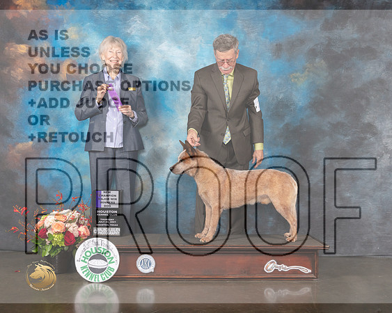 Australian Cattle Dog #23 Thurs WD NC Judge Sharon Newcomb-MMJ_0209-HOUSTON21-HR3