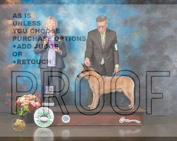 Australian Cattle Dog #23 Thurs WD NC Judge Sharon Newcomb-MMJ_0208-HOUSTON21-HR3