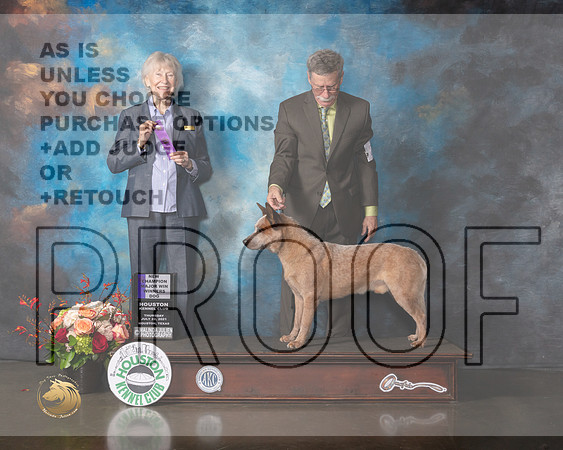 Australian Cattle Dog #23 Thurs WD NC Judge Sharon Newcomb-MMJ_0211-HOUSTON21-HR3