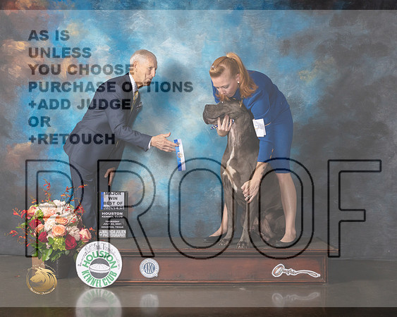 Cane Corso #17 Thurs BOW WD Major Judge Joseph Gregory-MMJ_0227-HOUSTON21-HR3