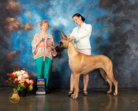 Great Dane #44 Thurs BOB Judge Sherry Webster