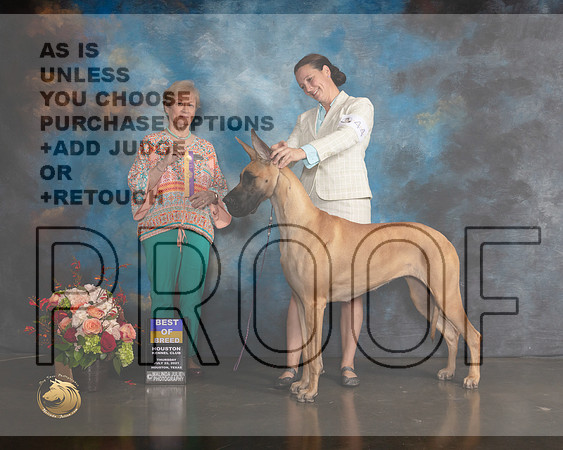 Great Dane #44 Thurs BOB Judge Sherry Webster-MMJ_0258-HOUSTON21-HR3