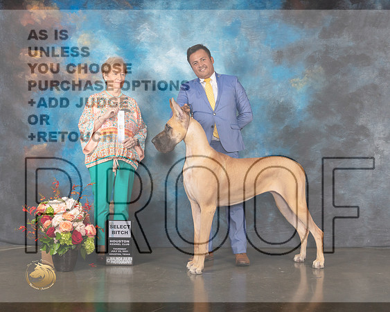 Great Dane #54 Thurs SB Judge Sherry Webster-MMJ_0265-HOUSTON21-HR3