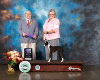 Italian Greyhound #32 Thurs WB Major Judge Raymond Filburn