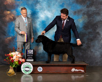 Labrador #17 Thurs BOB Judge David Haddock