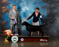 Labrador #28 Thurs BOW NCH Major Judge David Haddock