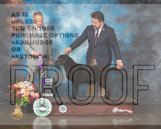 Labrador #41 Thurs WD Judge David Haddock-MMJ_0246-HOUSTON21-HR3