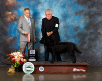 Labrador #8 Thurs BOS Judge David Haddock