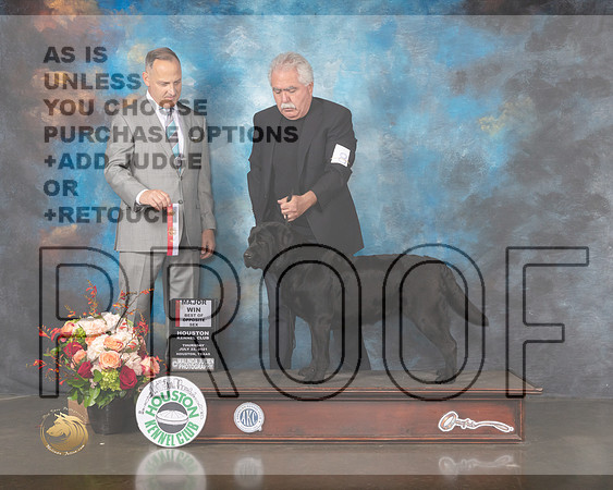 Labrador #8 Thurs BOS Judge David Haddock-MMJ_0236-HOUSTON21-HR3